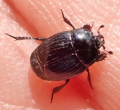 Margarinotus harrisii