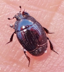 Margarinotus harrisii