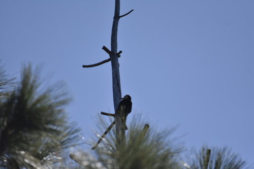 iNaturalist observation photo of White-headed Woodpecker