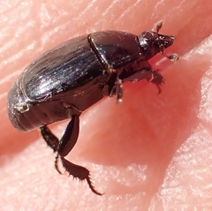 Margarinotus harrisii