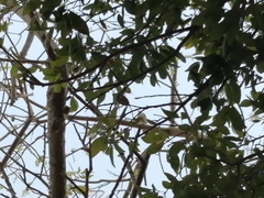 Saltator grandis