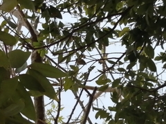 Saltator grandis