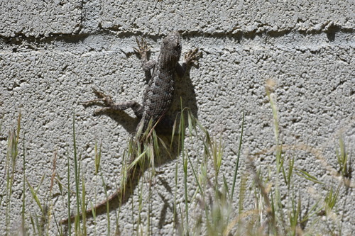 iNaturalist observation photo of Western Fence Lizard