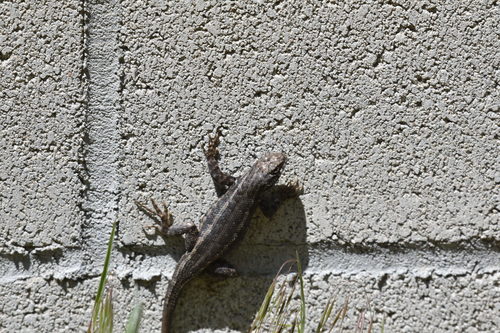 iNaturalist observation photo of Southern Sagebrush Lizard