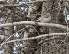 Spizella passerina