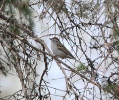 Spizella passerina