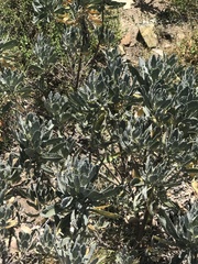 Eriodictyon traskiae