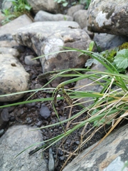 Carex eleusinoides