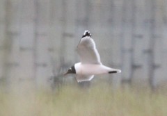 Leucophaeus pipixcan