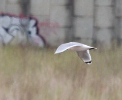 Leucophaeus pipixcan