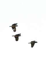 Amazona viridigenalis