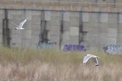 Leucophaeus pipixcan