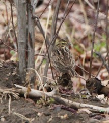 Passerculus sandwichensis