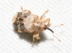 Lignyodes pallidus