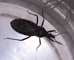Triatoma rubida