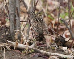 Passerculus sandwichensis