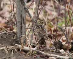 Passerculus sandwichensis