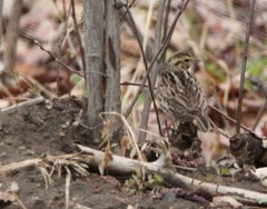 Passerculus sandwichensis
