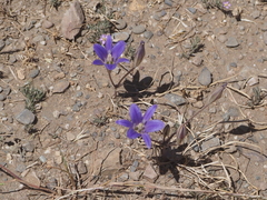 Brodiaea terrestris