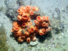 Australopsammia aurea