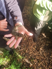Hoplodactylus duvaucelii