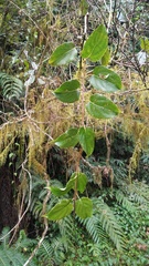Actinidia arguta