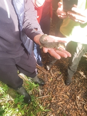 Hoplodactylus duvaucelii