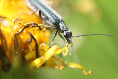 Oedemera lurida