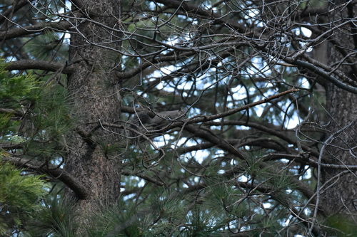 iNaturalist observation photo of Western Gray Squirrel