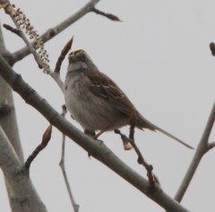 Zonotrichia albicollis