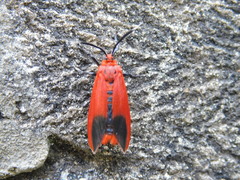 Phauda flammans