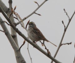 Zonotrichia albicollis