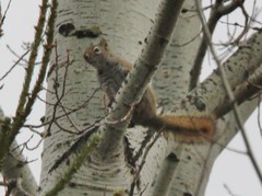 Tamiasciurus hudsonicus