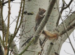 Tamiasciurus hudsonicus