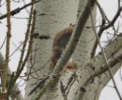 Tamiasciurus hudsonicus