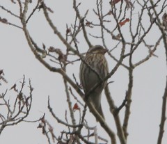 Haemorhous purpureus