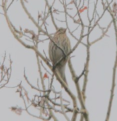 Haemorhous purpureus