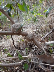 Aenetus blackburnii