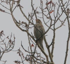 Haemorhous purpureus