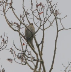 Haemorhous purpureus