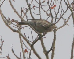 Haemorhous purpureus