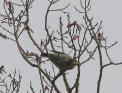 Haemorhous purpureus