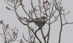 Haemorhous purpureus