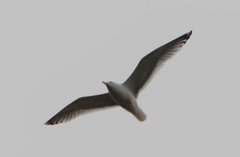 Larus