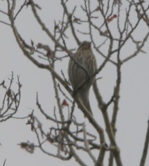 Haemorhous purpureus