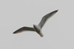 Larus
