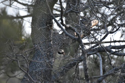 iNaturalist observation photo of Hairy Woodpecker