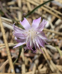 Stephanomeria lactucina