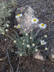 Erigeron concinnus