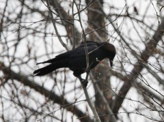 Corvus corax